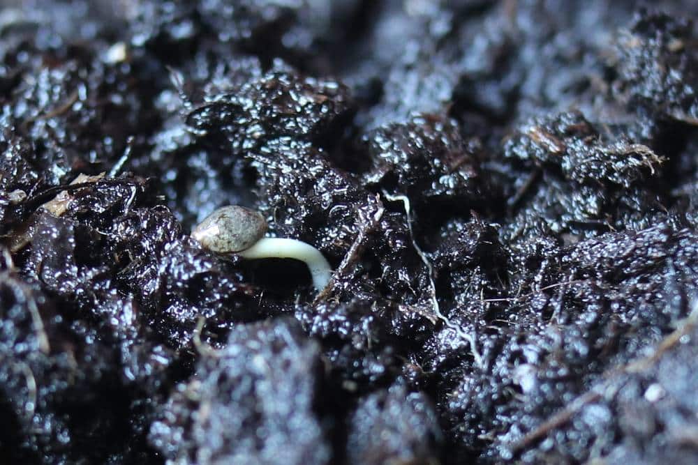 Germination meaning and importance