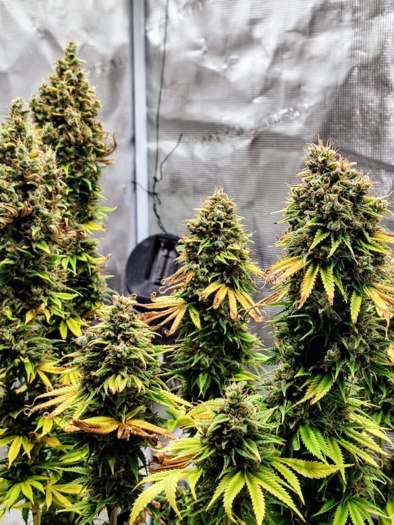Apple OG (3)