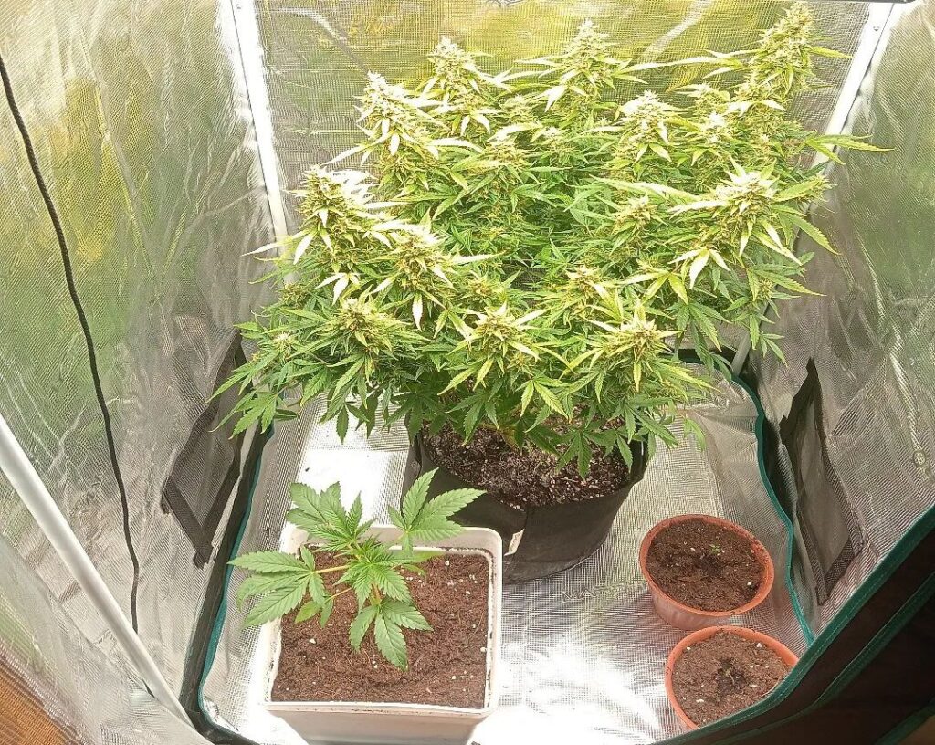mimosa cake auto