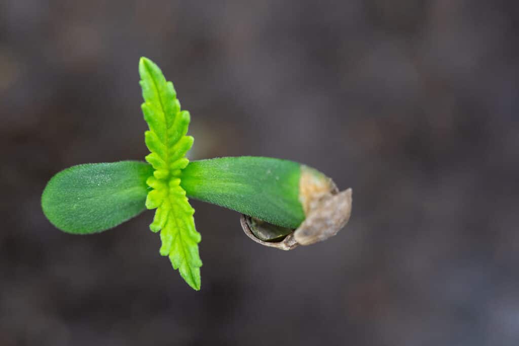 Cannabis Seedling Macro, Top view