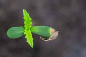 seedling cannabis plant seed