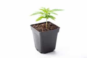 seedlings potted marijuana strain