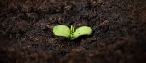 seedling cannabis