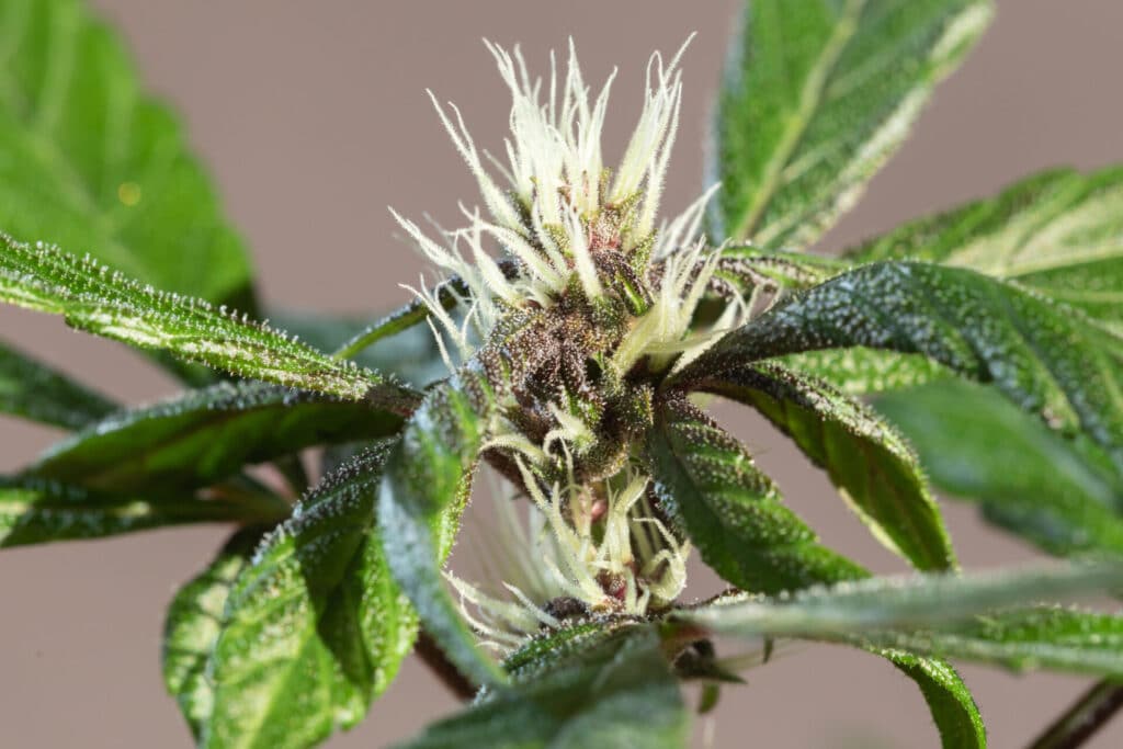 Trichome