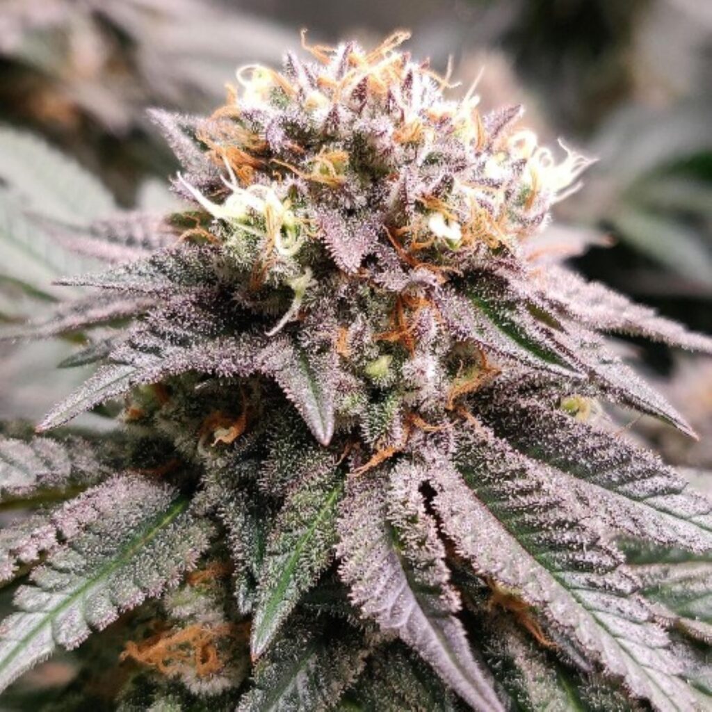 Gelato #41 redimension