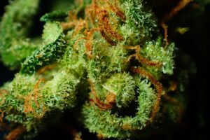 buds with tricomes