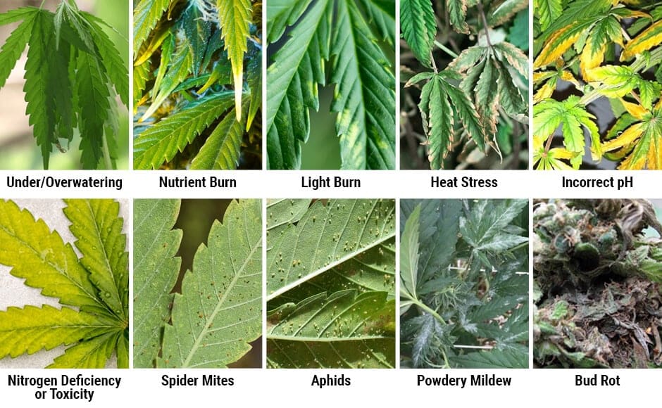 cannabis leaf problems infographic