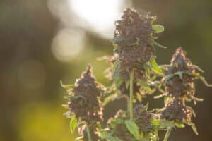 auto lollipop cannabis flowers