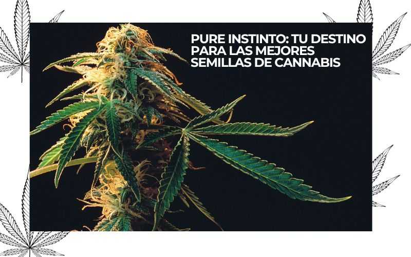 PURE INSTINTO