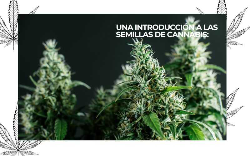 PURE INSTINTO (1)