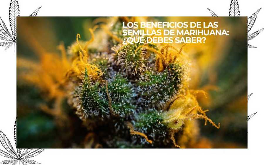 PURE INSTINTO (2)