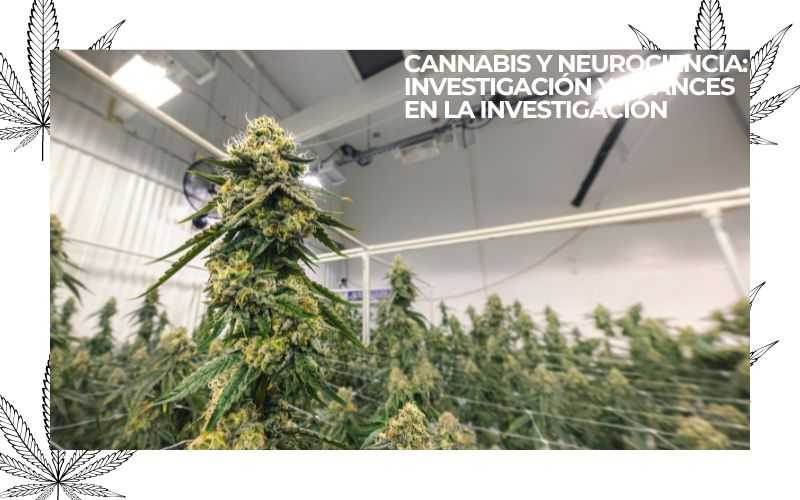 PURE INSTINTO (37)
