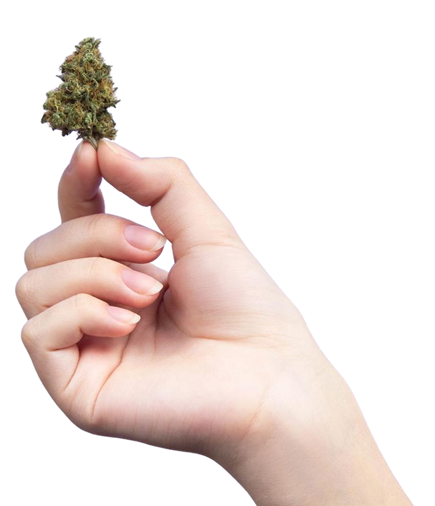 mano mujer sostiene brote seco marihuana medica espacio copia fondo purpura claro 1